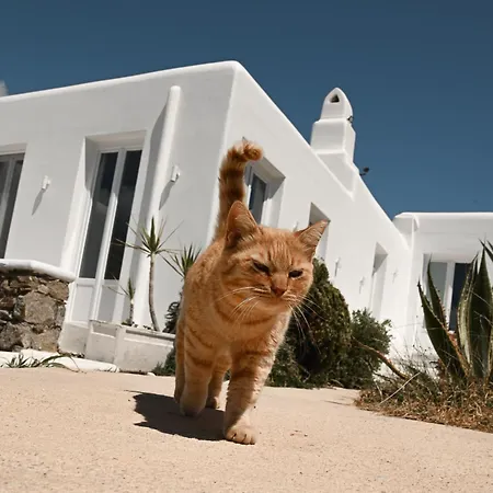 Mykonos Pantheon 4* Kalo Livadi