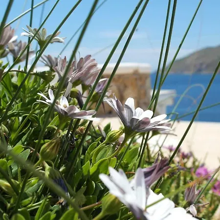 Mykonos Pantheon 4* Kalo Livadi